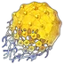 アラヤの花
