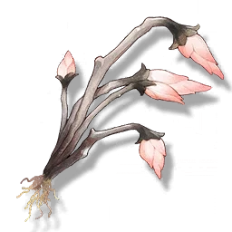Pavo Plum