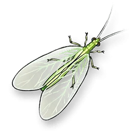 Chrysopa